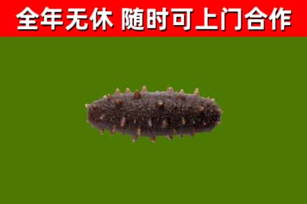 麻江县烟酒回收干海参.jpg